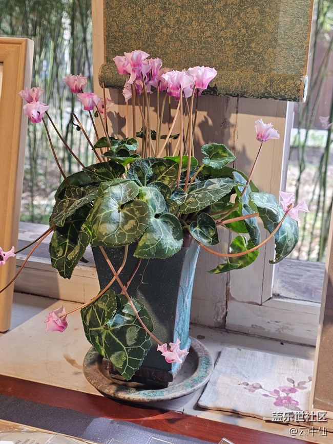 【拈花拾趣】室内花
