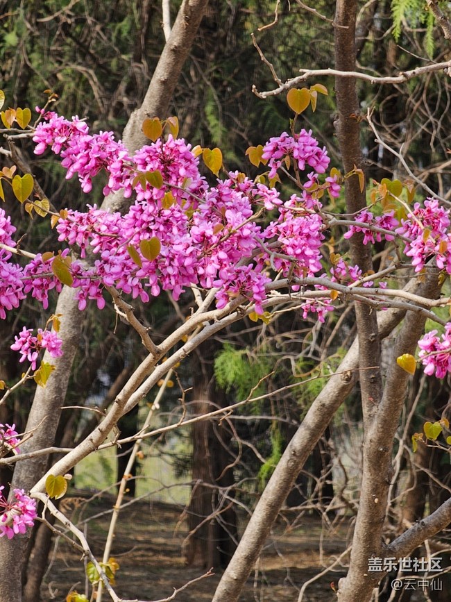 【拈花拾趣】丁香