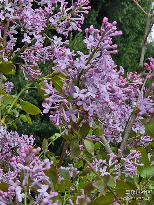 【拈花拾趣】暗香来袭