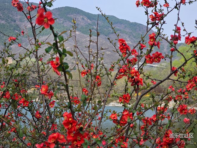 【拈花拾趣】湖边赏花
