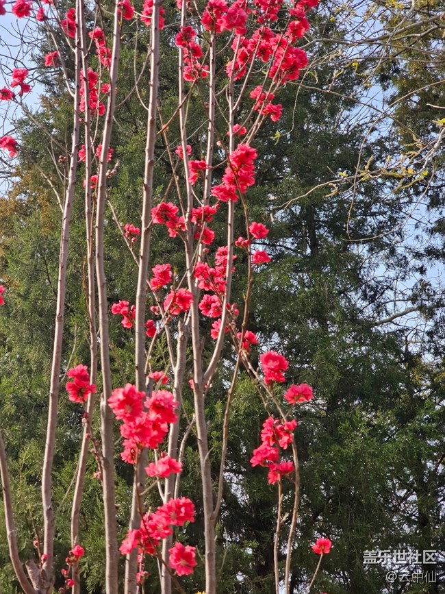 【拈花拾趣】赏花