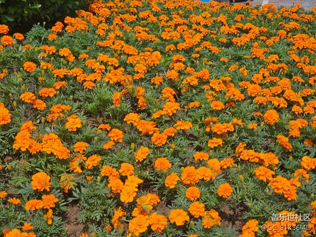 【拈花拾趣】春花