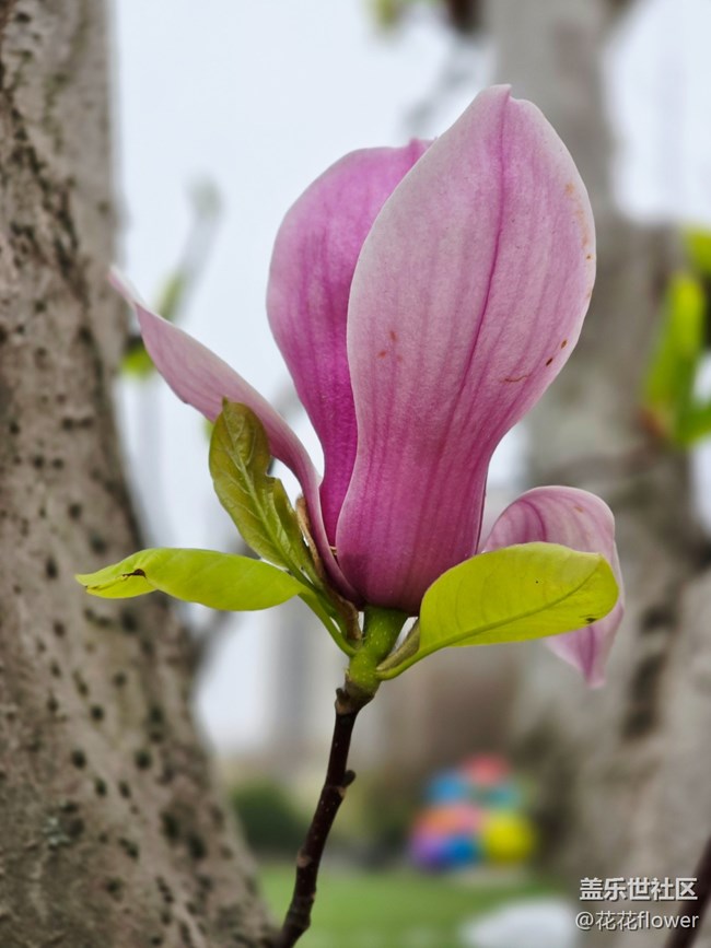 【拈花拾趣】+紫玉兰