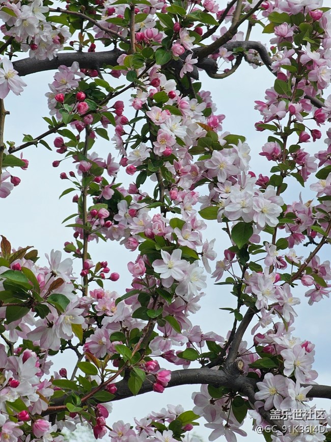 【拈花拾趣】含春弄花