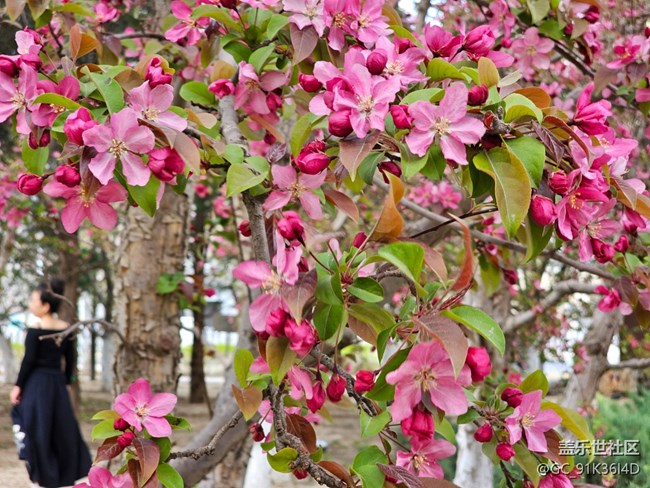 【拈花拾趣】花满天