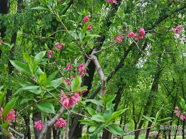 【拈花拾趣】满园春色看不尽