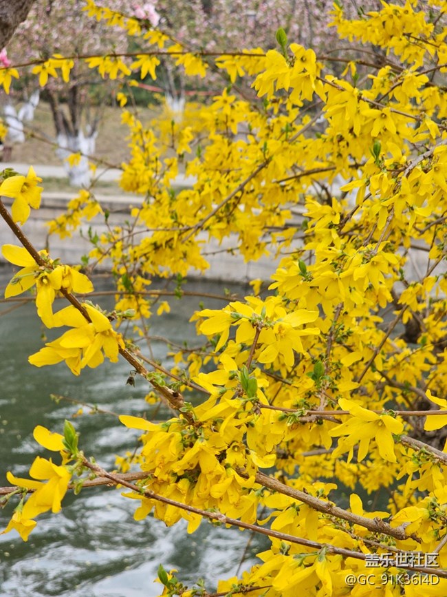 【拈花拾趣】迎春盛开