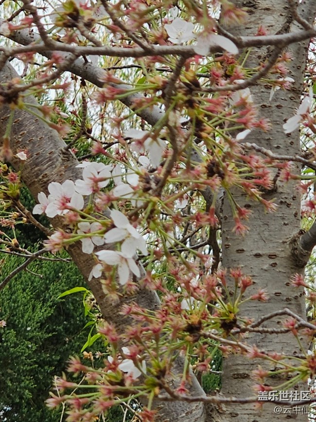 【拈花拾趣】春日风光