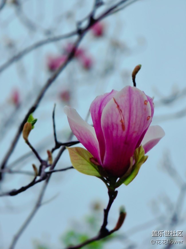 【拈花拾趣】+紫玉兰