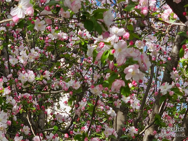 【拈花拾趣】林中藏花