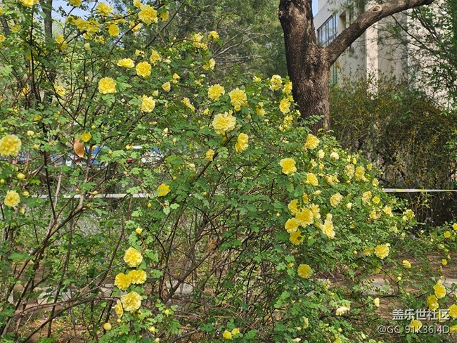 【拈花拾趣】春花