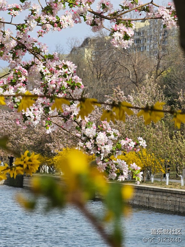 【拈花拾趣】迎春盛开