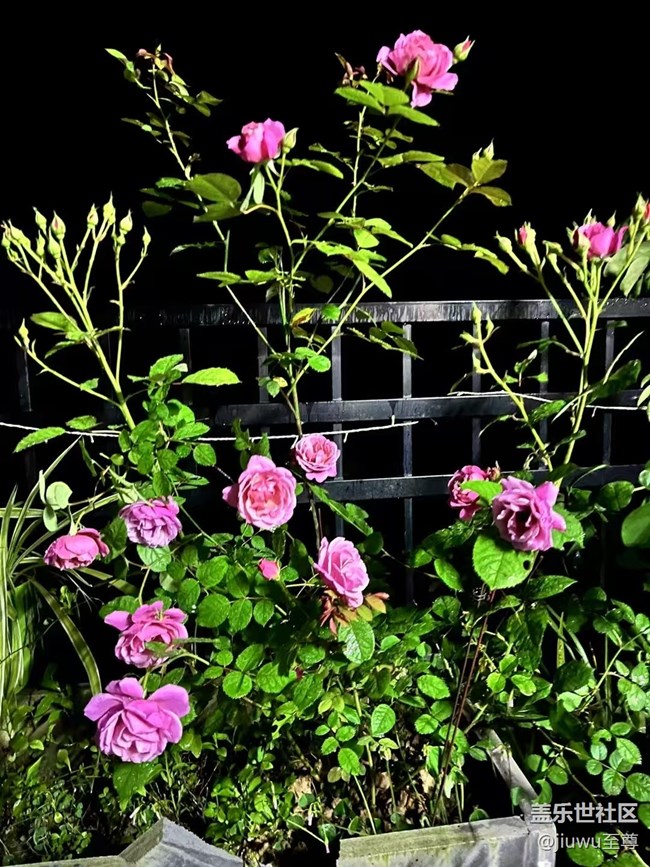 【春日盛景】花儿开