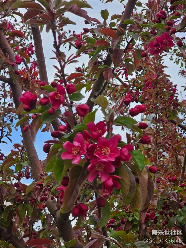 【拈花拾趣】红花遍地