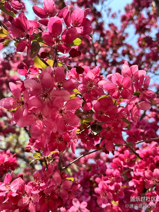 【春风得意时】南湖公园的漂亮花花
