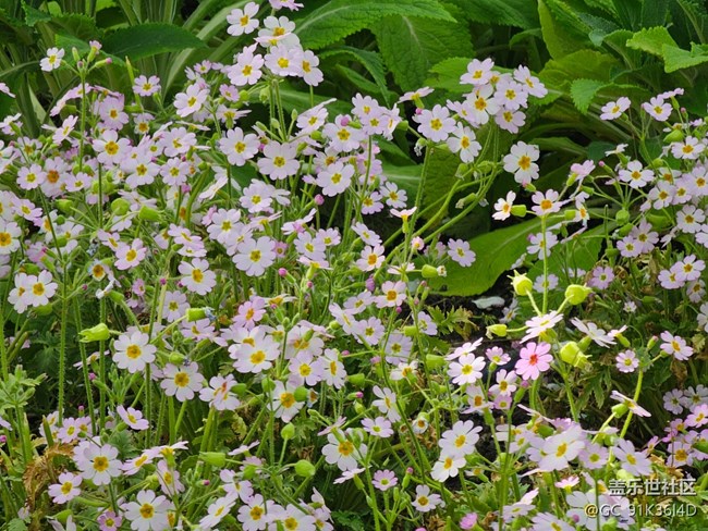 【拈花拾趣】草地里的花