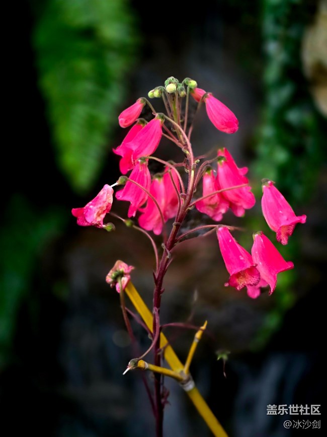 #拥抱大自然——不知名的花