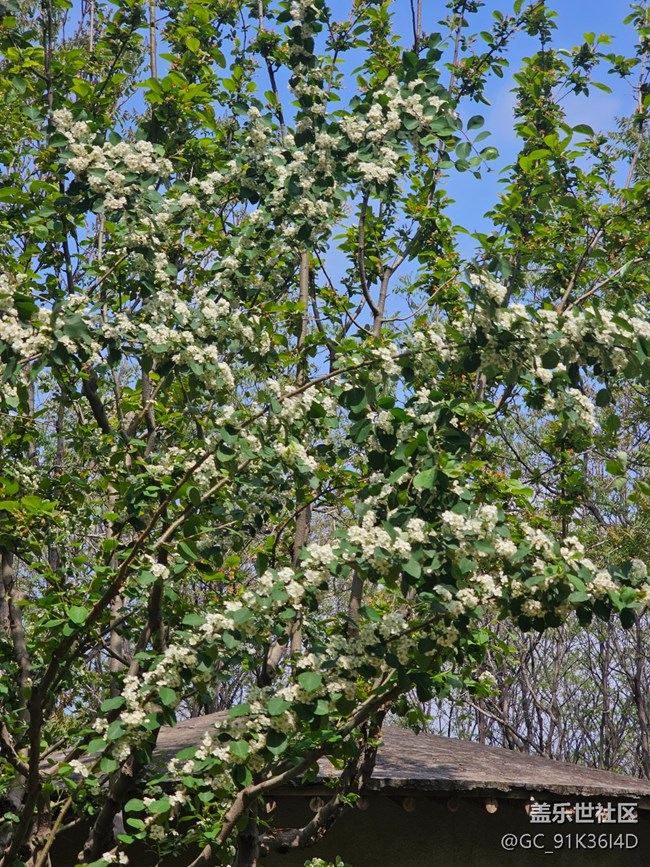 【拈花拾趣】满园春色看不尽