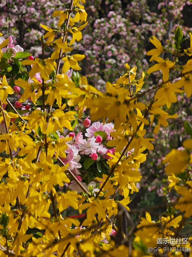 【拈花拾趣】迎春盛开