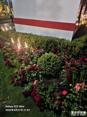 鲜花
