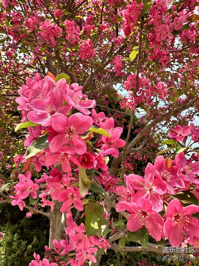 【春风得意时】南湖公园的漂亮花花