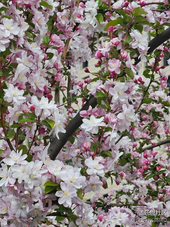 【拈花拾趣】含春弄花