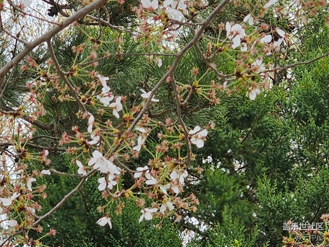 【拈花拾趣】春日风光