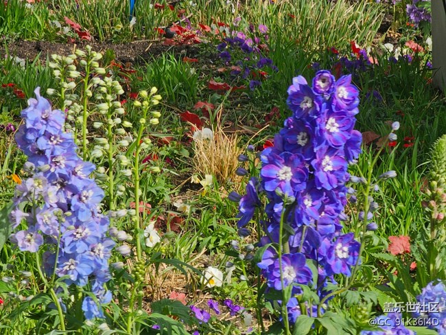 【拈花拾趣】草地里的花