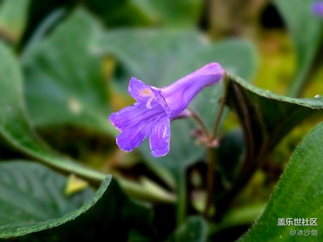 #拥抱大自然——不知名的花