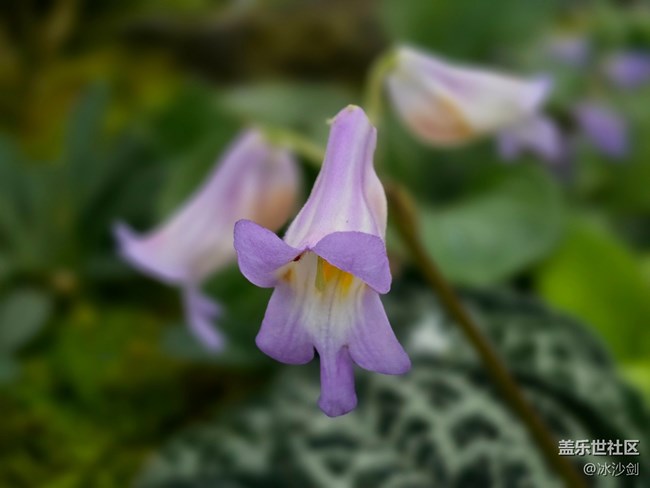 #拥抱大自然——不知名的花