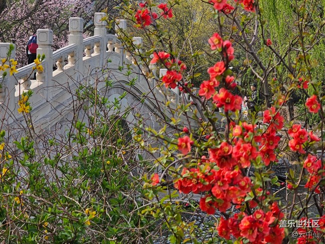 【拈花拾趣】湖边赏花