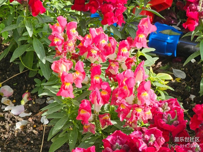 【拈花拾趣】草地里的花