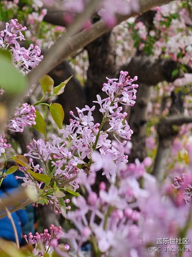 【拈花拾趣】暗香来袭