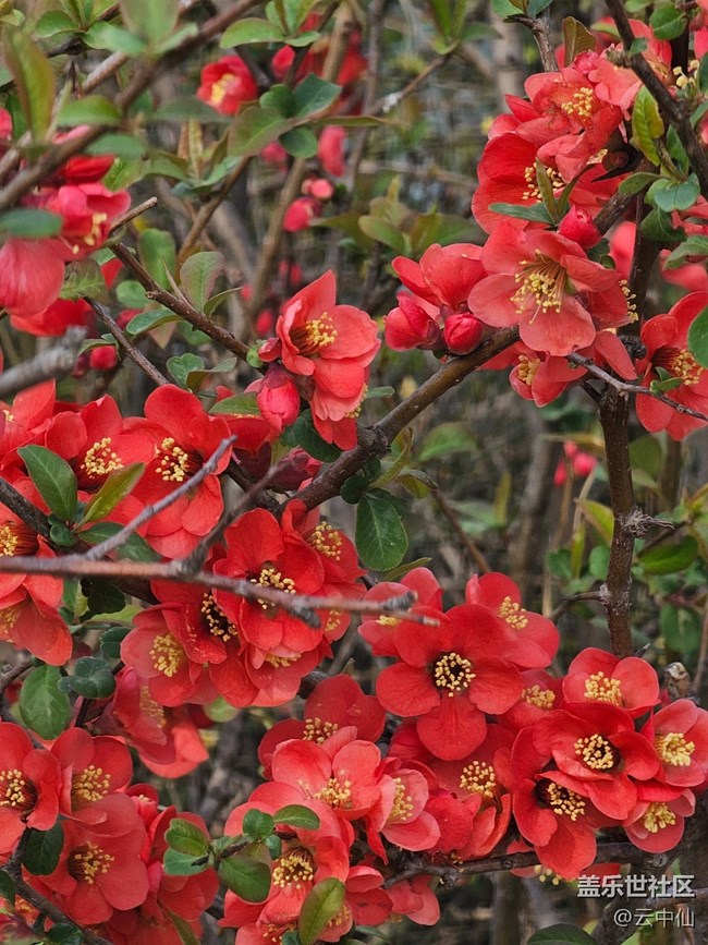 【拈花拾趣】湖边赏花