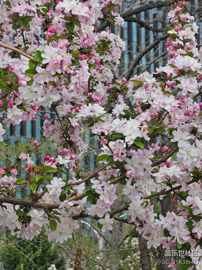 【拈花拾趣】含春弄花