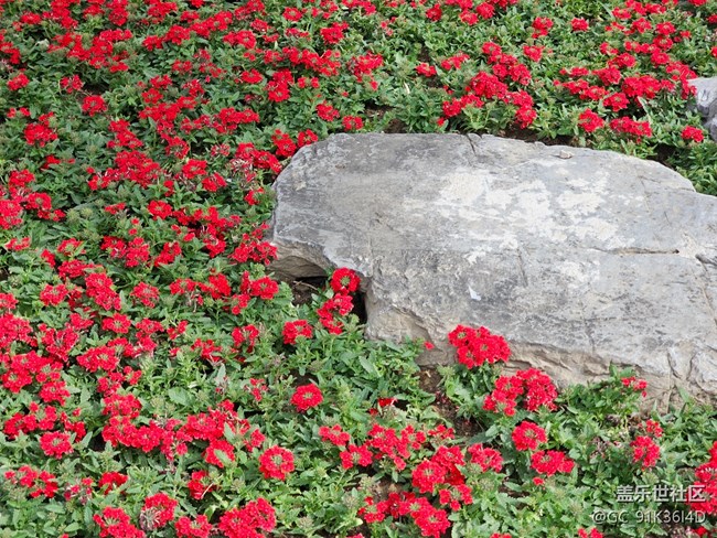 【拈花拾趣】红花遍地