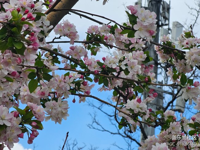【拈花拾趣】暗花