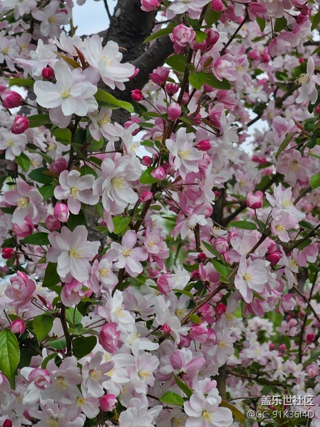 【拈花拾趣】含春弄花