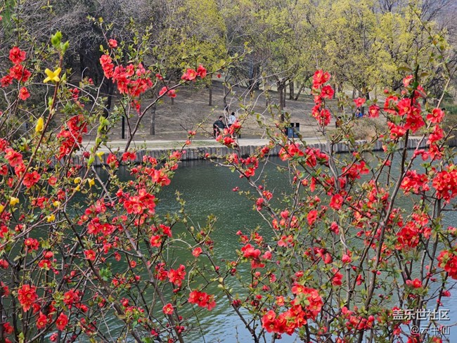 【拈花拾趣】湖边赏花