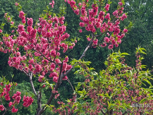 【拈花拾趣】满园春色看不尽