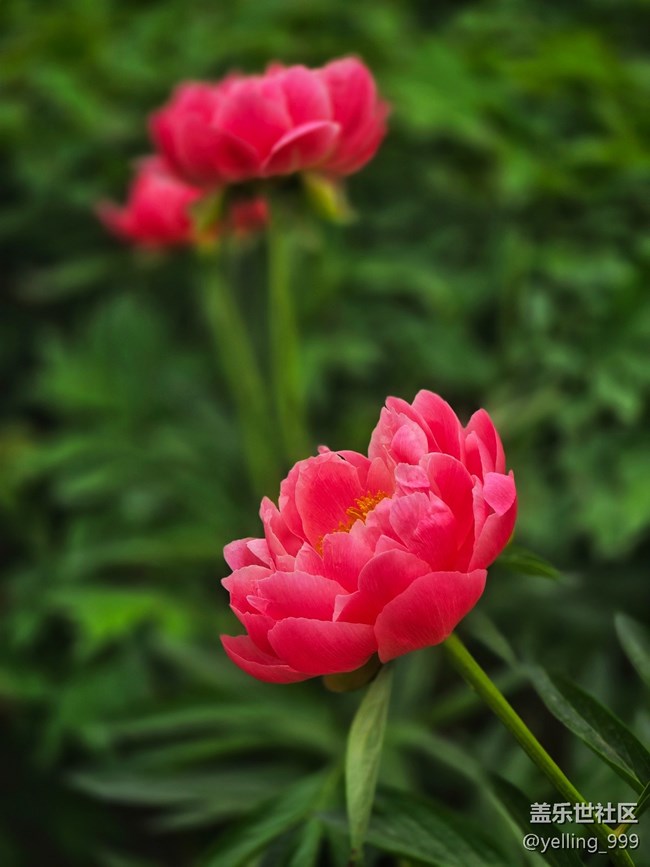 【拈花拾趣】+花开富贵