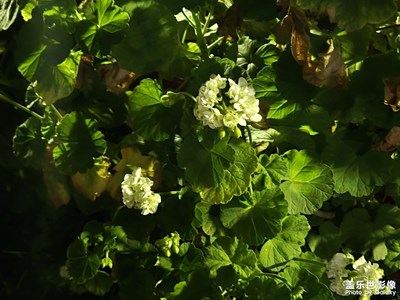 【市井长巷】+小巷里的花