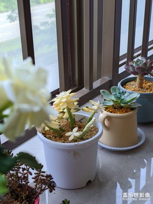 綠意盎然