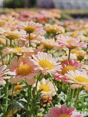 【市井长巷】马路边的小雏菊