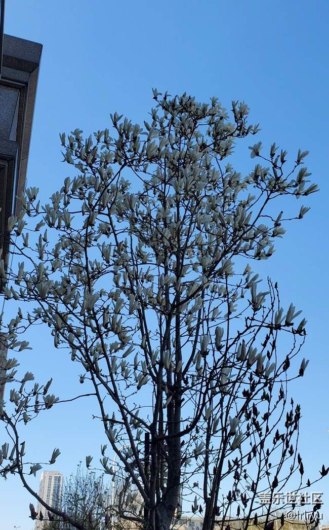 【四月春】各样花开