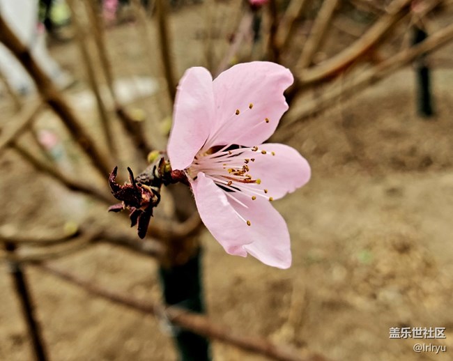 【四月春】各样花开