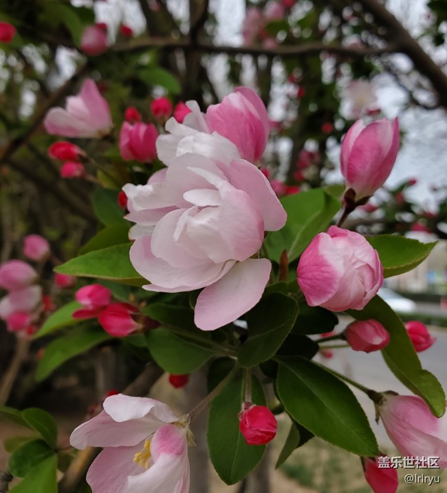 【四月春】各样花开
