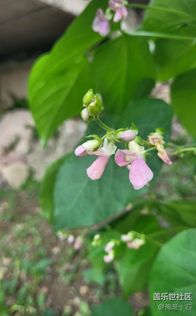 【夏日清凉】豆花
