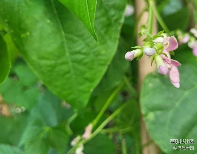 【夏日清凉】豆花