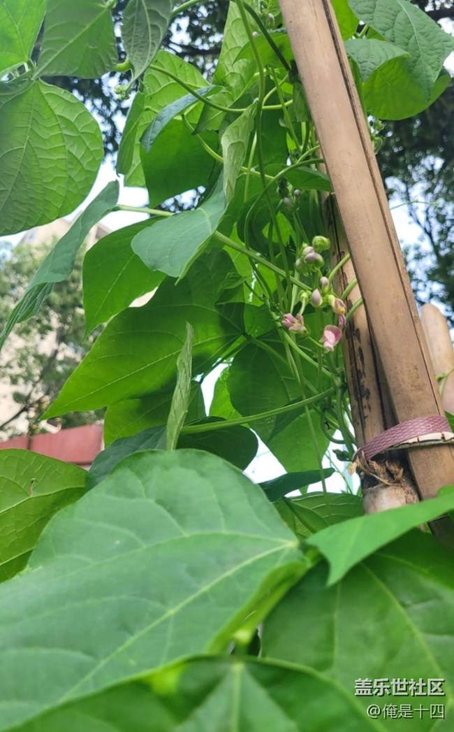 【夏日清凉】豆花